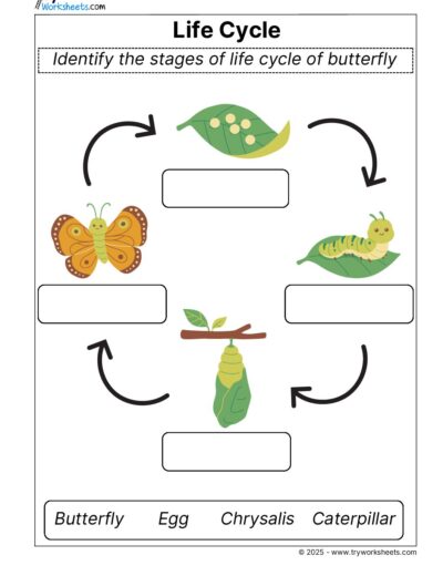 Science Grade 2 Worksheet Life Cycle