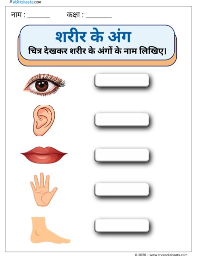 Name the Body Parts