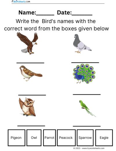 Birds