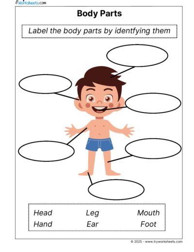 Science Grade 1 Worksheet – Parts of the Body