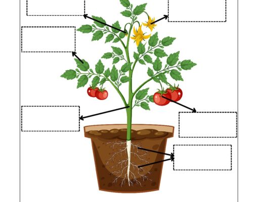 Science Grade 2 Worksheet Parts of Plant