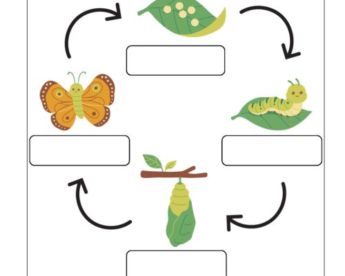 Science Grade 2 Worksheet Life Cycle