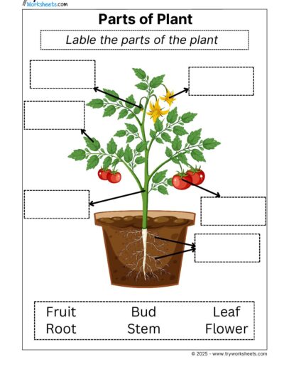 Science Grade 2 Worksheet Parts of Plant