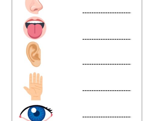 Science Grade 2 Worksheet senses