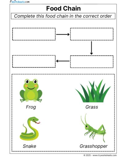 Science Grade 3 Worksheets – Food chain
