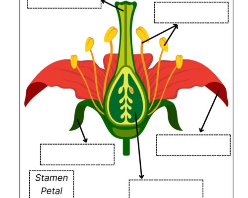 Science Grade 3 Worksheets – Parts of Flower