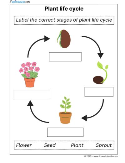 Science Grade 1 Worksheet – Plant cycle