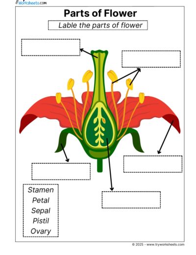 Science Grade 3 Worksheets – Parts of Flower