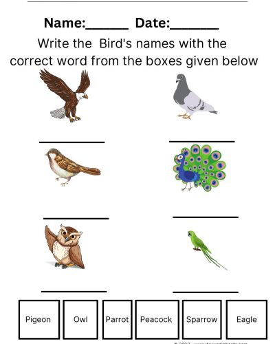 Birds