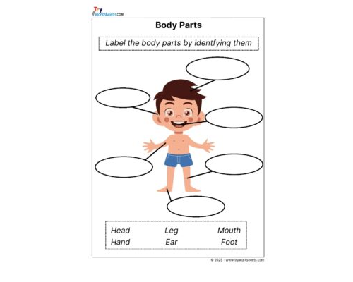 Science Grade 1 Worksheet – Parts of the Body