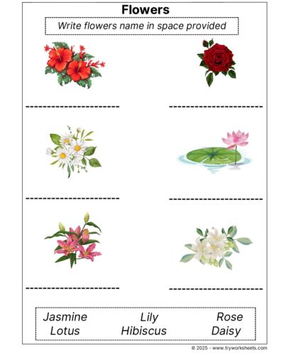 Science Grade 1 Worksheet – Flowers