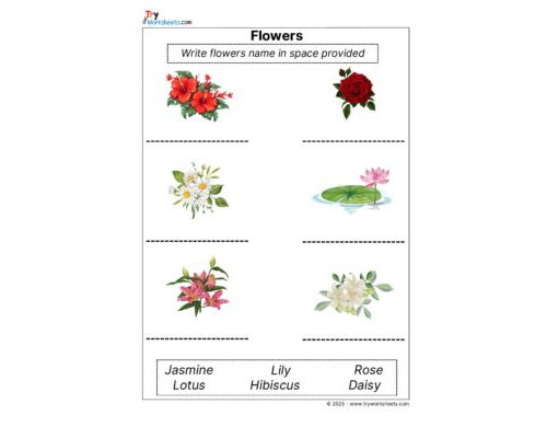 Science Grade 1 Worksheet – Flowers