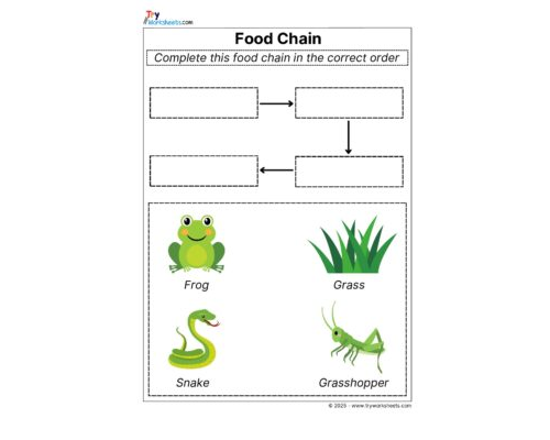 Science Grade 3 Worksheets – Food chain