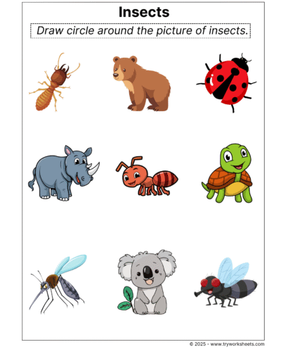 Science Grade 1 Worksheet – Insects