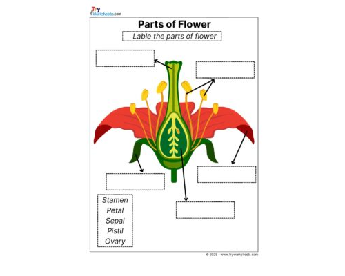 Science Grade 3 Worksheets – Parts of Flower