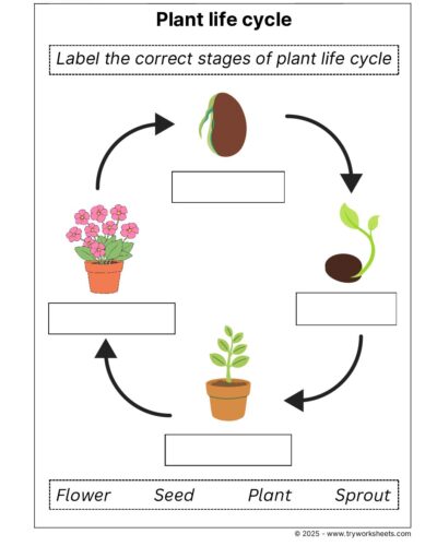 Science Grade 1 Worksheet – Plant cycle