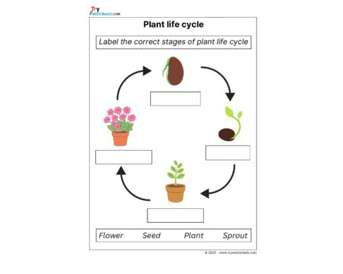 Science Grade 1 Worksheet – Plant cycle