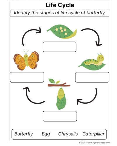 Science Grade 2 Worksheet Life Cycle