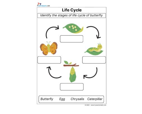 Science Grade 2 Worksheet Life Cycle