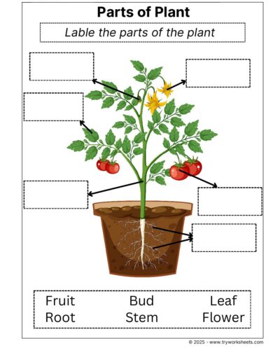 Science Grade 2 Worksheet Parts of Plant