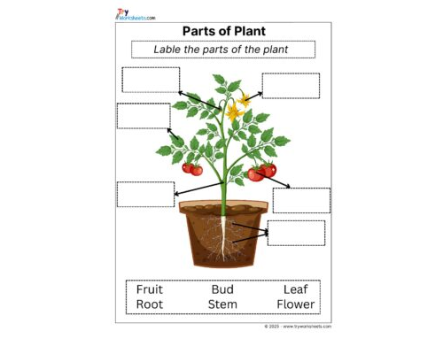 Science Grade 2 Worksheet Parts of Plant