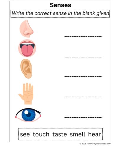 Science Grade 2 Worksheet senses