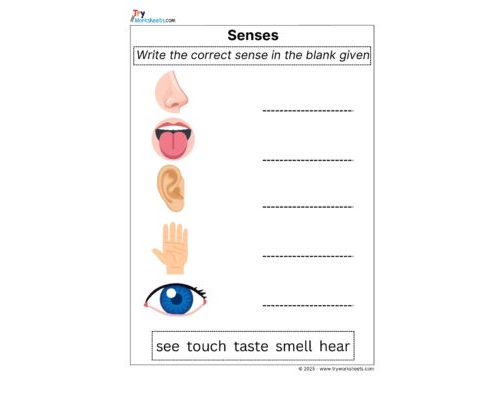 Science Grade 2 Worksheet senses