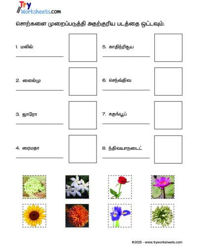 Tamil – Grade 3 – Cut and Paste Worksheet – Arrange the Flower Names and Match with the Picture