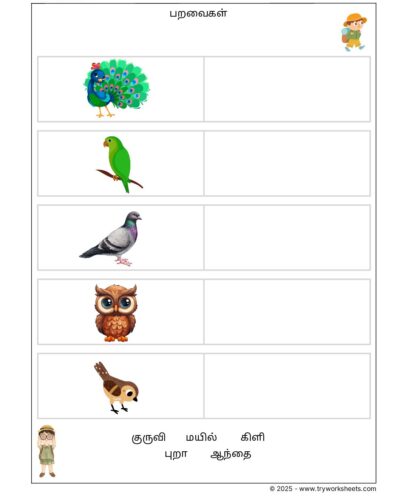 Tamil Grade 1 Birds ( பறவைகள் )