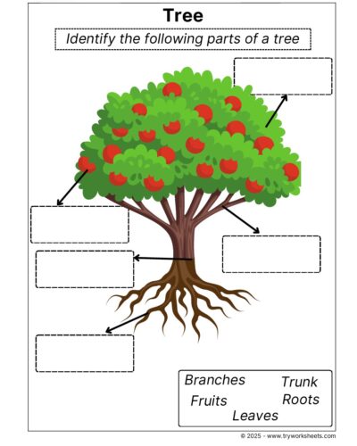 Science Grade 1 Worksheet – Tree structure