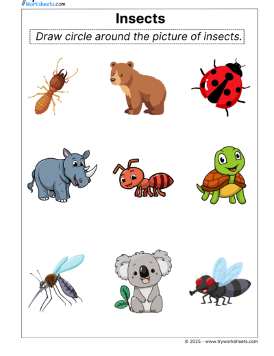 Science Grade 1 Worksheet – Insects