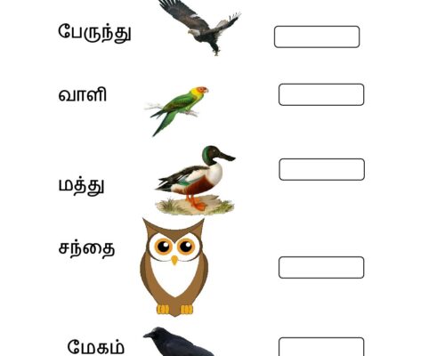 பறவையின் பெயரை உருவாக்குக