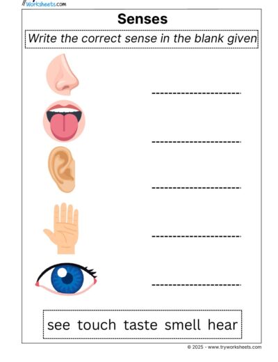 Science Grade 2 Worksheet senses
