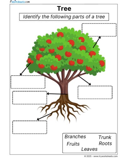 Science Grade 1 Worksheet – Tree structure