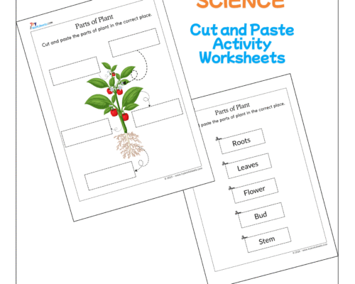 Science – Parts of Plants Cut and Paste Worksheet | Activities for Kids