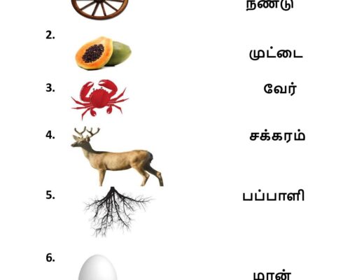 படங்களை பொருத்துக